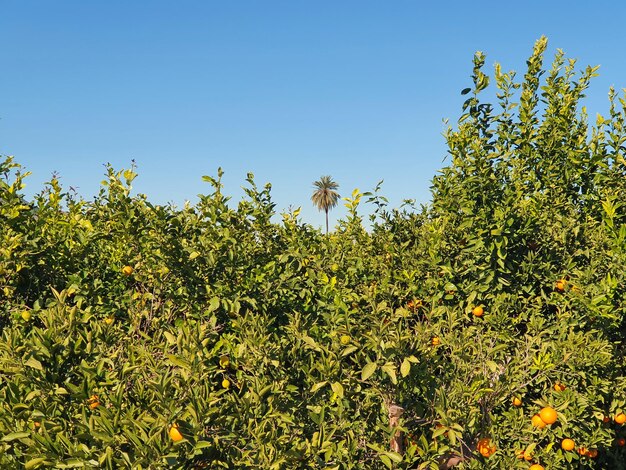 Vega Baja del Segura Orihuela Paisajes de la sierra la huerta y sus detalles