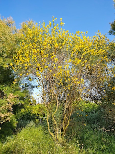 Vega Baja del Segura - Orihuela - Paisajes en la huerta de la Vega Baja