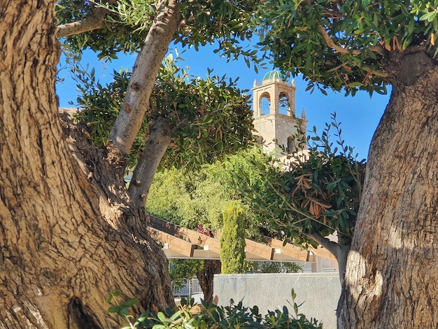 Vega Baja del Segura - Orihuela - Torre de la Catedral del Salvador Aussicht auf die Lejos zwischen Arboles