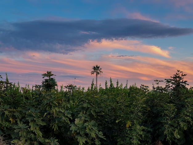 Vega Baja del Segura - Paisajes de la huerta y sus atardeceres junto al Ro Segura