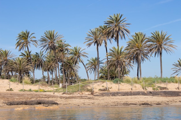 Vega Baja del Segura - Palmeral de Cala Ferris em Torrevieja