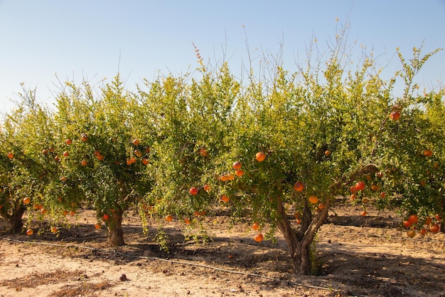 Foto vega baja del segura plantacin huerto de granado y su fruto