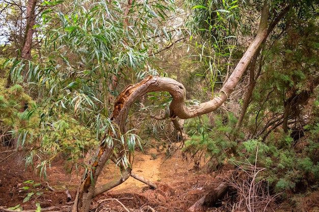 Foto vega baja del segura - rota de senderismo por la caldera del gigante y el hoyo serrano