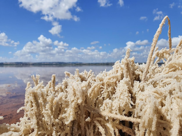 Vega baja del segura torrevieja paisajes e detalhes em las salinas lago salado laguna rosa