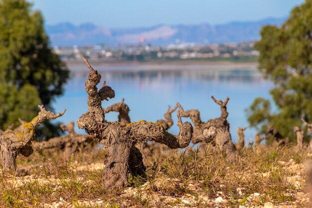 Vega Baja del Segura Torrevieja Paraje Natural de las Lagunas de la Mata y Torrevieja