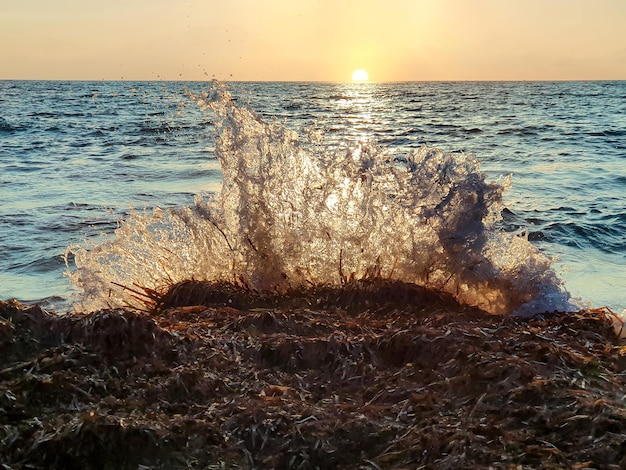 Vega baja del segura torrevieja un oasis junto al mar en cala ferris