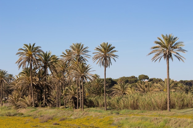 Vega Baja del Segura Torrevieja Un oasis junto al mar en Cala Ferris