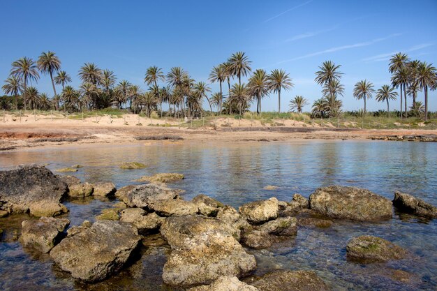 Vega baja del segura torrevieja un oasis junto al mar en cala ferris