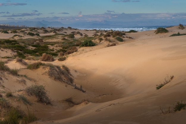 Vega Baja del Segura Guardamar Paisaje de las dunas de Guardamar del Segura