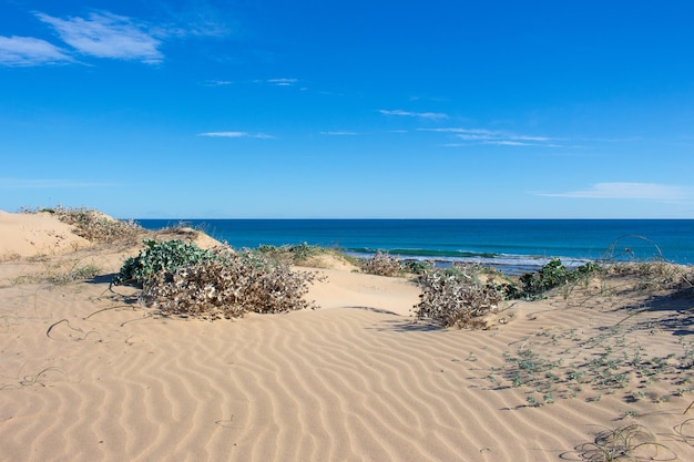 Vega Baja del Segura Guardamar del Segura Paisaje de dunas junto al mar