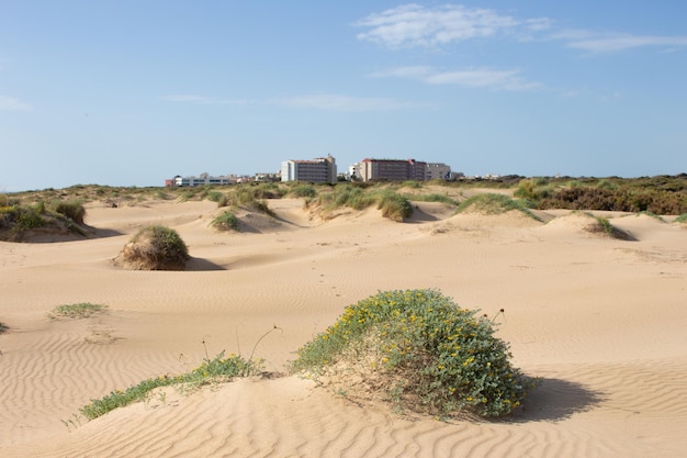 Vega Baja del Segura Guardamar del Segura Paisaje de dunas junto al mar