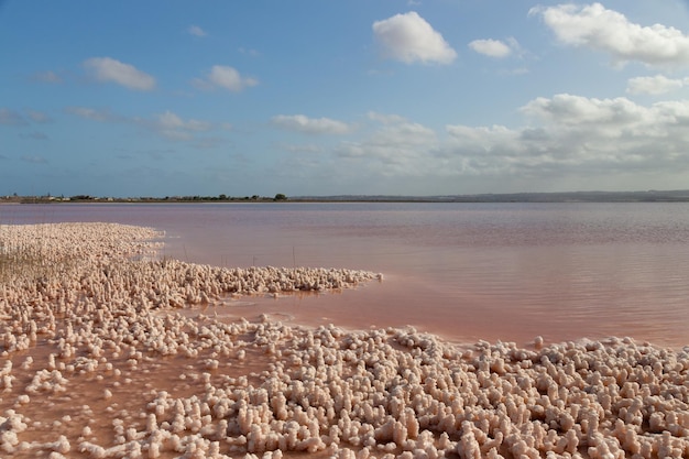 Foto vega baja del segura el lago salado de torrevieja el paraje natural de las salinas