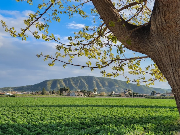 Vega Baja del Segura Orihuela Paisajes de la sierra la huerta y sus detalles