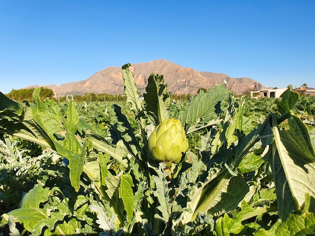 Vega Baja del Segura Orihuela Paisajes de la sierra la huerta y sus detalles