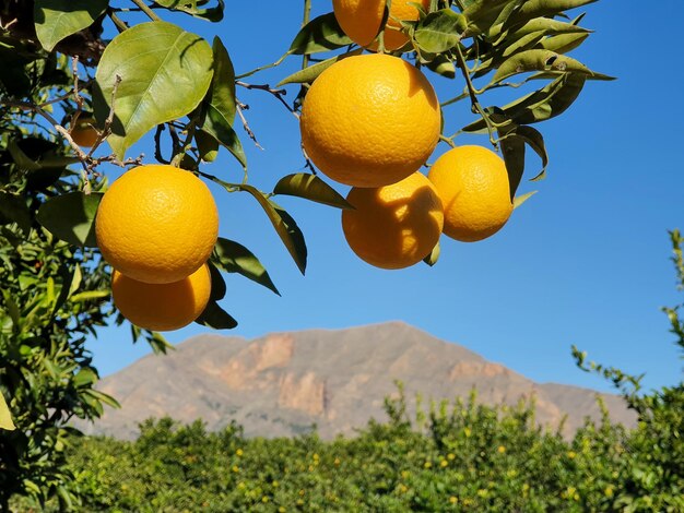 Vega Baja del Segura Orihuela Paisajes de la sierra la huerta y sus detalles