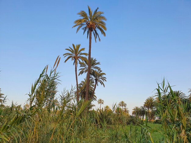 Vega Baja del Segura - Orihuela - El Palmeral de Orihuela y su entorno