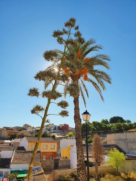 Vega Baja del Segura Rojales Paraje de las Cuevas del Rodeo