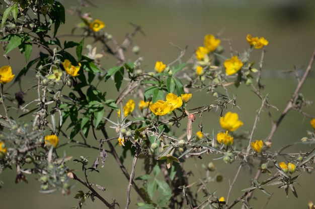 Vegetação com pequenas flores amarelas fundo desfocado