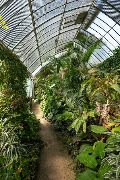 Vegetação da floresta tropical em uma estufa no Jardim Botânico de Genebra, Cantão de Genebra, Suíça