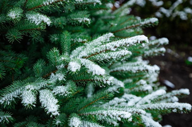 Vegetação das florestas europeias agulhas de abeto de greenwood cobertas de neve fecham