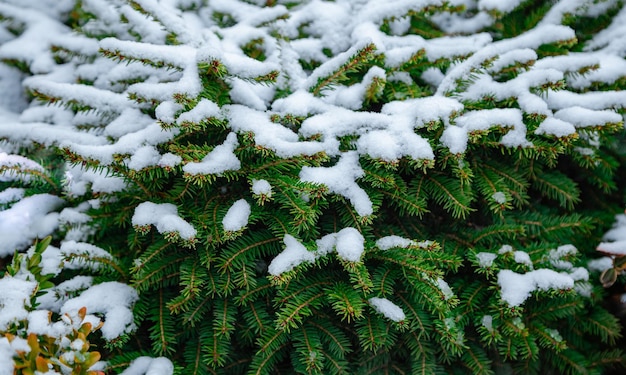 Vegetação das florestas europeias Agulhas de abeto de Greenwood cobertas de neve fecham