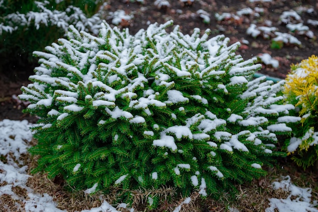 Vegetação das florestas europeias agulhas de abeto de greenwood cobertas de neve fecham