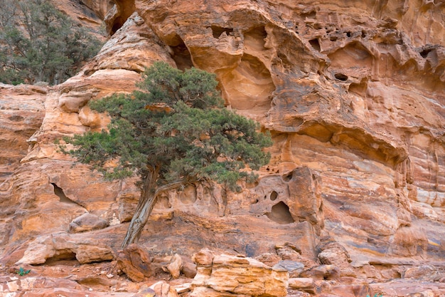 Vegetação das montanhas de Petra