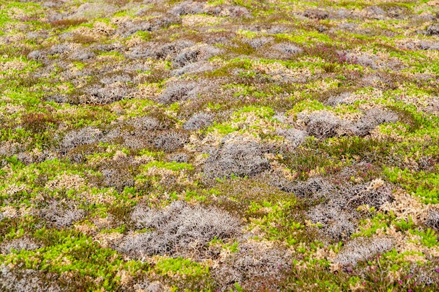 vegetação de brejo colorida