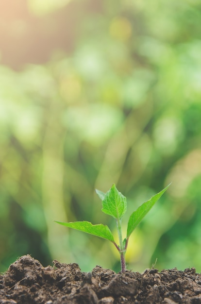 Vegetação de plantas jovens e mudas estão crescendo no solo com a luz da manhã.