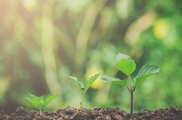 Vegetação de plantas jovens e mudas estão crescendo no solo com a luz da manhã.