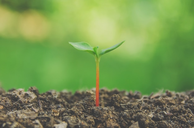 Vegetação de plantas jovens e mudas estão crescendo no solo com a luz da manhã.