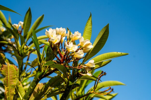 Vegetação de verão em resort tropical