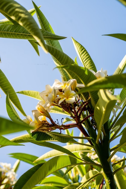 Vegetação de verão em resort tropical