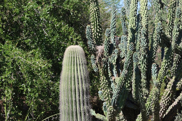 Vegetação do deserto nos jardins botânicos de Phoenix Arizona