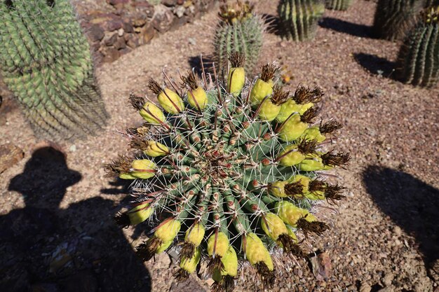 Vegetação do deserto nos jardins botânicos de Phoenix Arizona