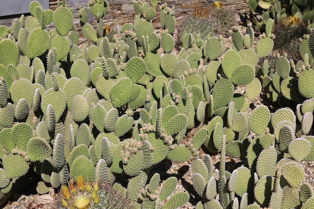 Vegetação do deserto nos jardins botânicos de Phoenix Arizona