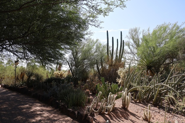 Vegetação do deserto nos jardins botânicos de Phoenix Arizona