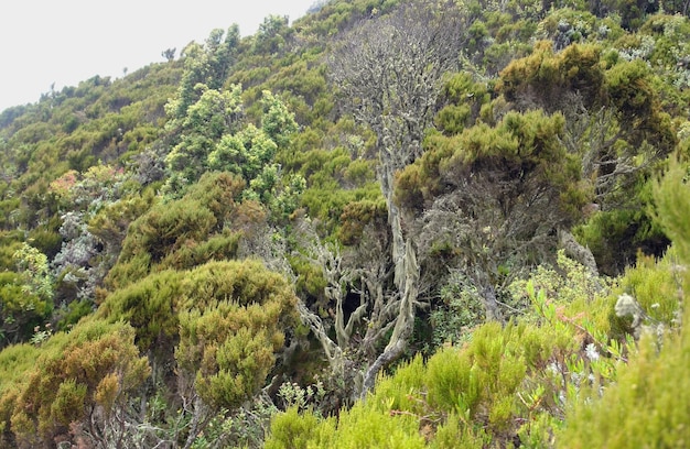 vegetação em torno do Monte Muhabura, em África