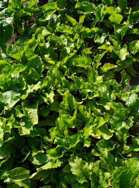 vegetação, fundo verde, tops de beterraba.