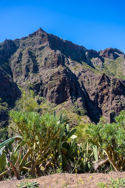 Vegetação natural no município montanhoso de Masca, no norte das Ilhas Canárias de Tenerife