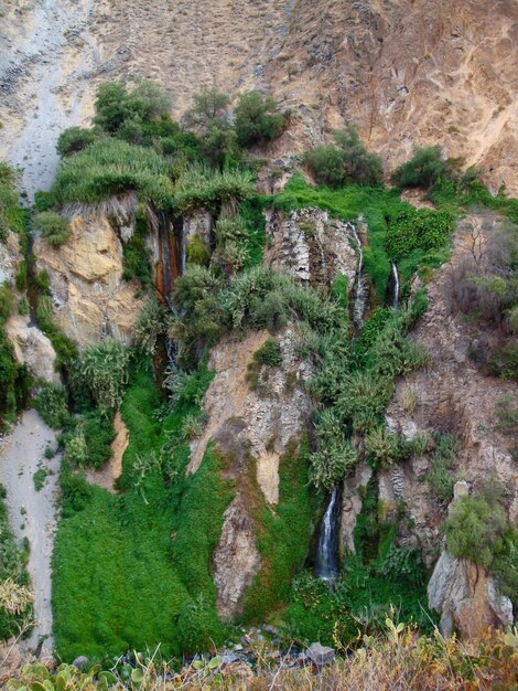 vegetação no desfiladeiro de Colca