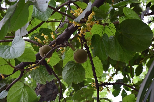 Vegetação no parque histórico de Guayaquil