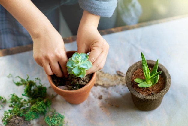 Vegetação que dará vida à sua casa Foto recortada de uma mulher plantando plantas suculentas em vasos em uma mesa