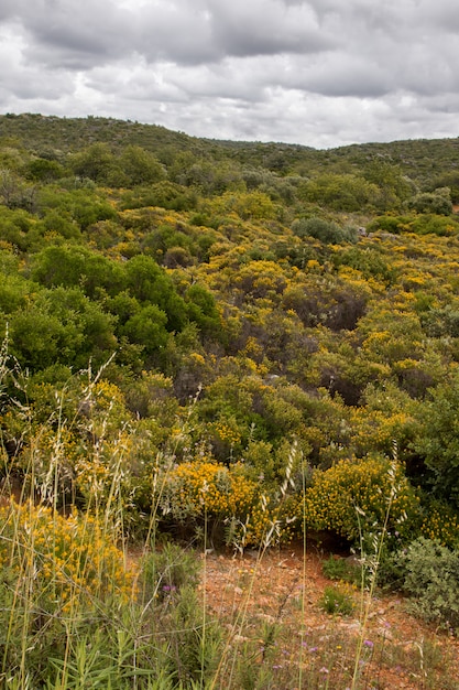 Vegetação rural bonita