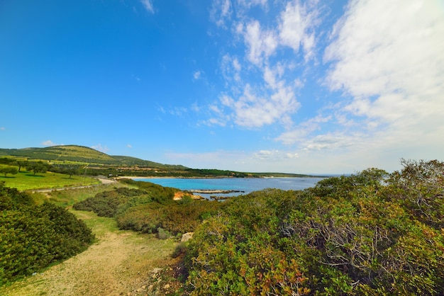 Vegetação verde e mar azul na Sardenha Itália