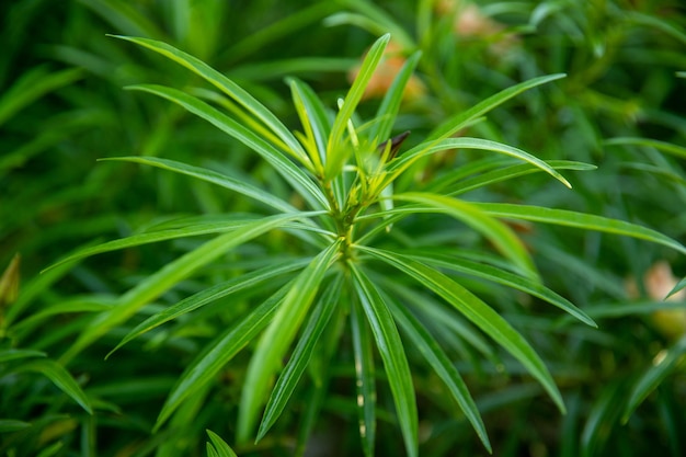 vegetação verde na floresta bela paisagem verde em dia de verão