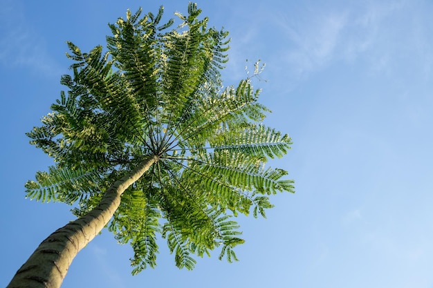 vegetação verde na floresta bela paisagem verde em dia de verão