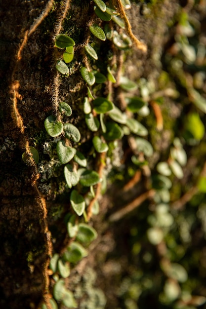 vegetação verde na floresta bela paisagem verde em dia de verão