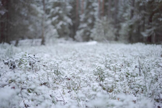 Vegetação verde sob neve fresca