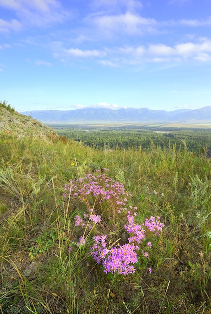 Vegetación alpina en la cima de una montaña por encima de un valle de montaña bajo un cielo nublado azul Siberia Rusia